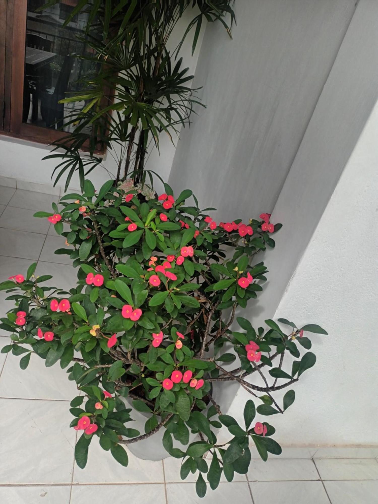 Lovely Flowers In Mount Lavinia Дехивала-Маунт-Лавиния Экстерьер фото